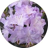 ツツジ 苗木 さざなみ 15cmポット苗 つつじ 苗 躑躅