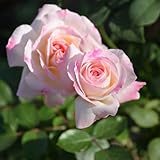 バラ苗 ニンファ 国産大苗オリジナル角鉢6号 四季咲き中輪 複色系　ロサ オリエンティス