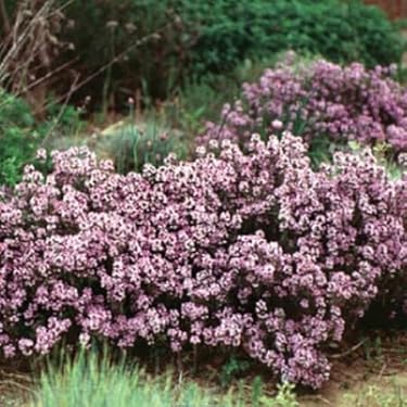 Amazon.co.jp 最新リリース: 花の種 の新着ランキングです。