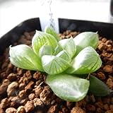 niハオルチア 交配種 マリン 多肉植物 ハオルチア 7.5cmポット
