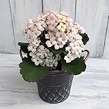 カランコエ：ディスコディップ3号ポット／スケイルプランター[直径10.5cm][花色が変化する！] ノーブランド品