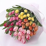 西脇農園 チューリップ 花束「厳選50本（品種おまかせ5種ミックス）」 ミックス系 日比谷花壇