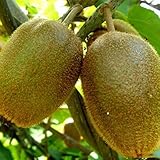 TOPmountain 果物植物の種子 100個 キウイ種子 果物の木の種
