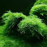 （水草）南米ウィローモス（水中葉）（無農薬）（１パック）