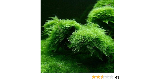 Amazon Co Jp 水草 南米ウィローモス 無農薬 １パック ホーム キッチン