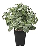 造花アート・観葉植物　フィットニアM＜ 開業祝い 開店祝い 開院祝い リニューアルオープン祝いに＞