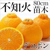 デコポン 不知火 苗木 苗 果樹 果樹苗 柑橘 1年生