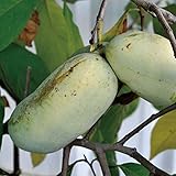 ポポー苗木 【実生苗（在来種）】 2年生 実生苗 ポット植え