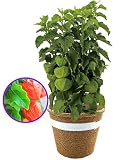 父の日 青 ほおずき 鉢植え フラワーギフト 5号鉢
