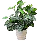 MedianField 【 観葉植物 造花 鉢 白い葉 】 インテリア 雑貨 人工 フェイク グリーン 緑 植物 鉢植え 葉 (白)
