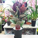 観葉植物 フィカス：ベリーズ 7号鉢植え お洒落なセラアート仕上げ 開店・移転など部屋のインテリアに簡単で育てやすい観葉植物 花 ギフト