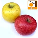 ペアフルーツ：リンゴ津軽（つがる）と王林（おうりん）5号ポット [省スペース接ぎ木苗！苗木]