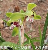 山野草:シュンラン (春蘭) 10.5cmポット苗【紫桜館山の花屋】