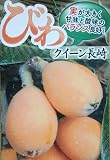 枇杷、ビワ（クイーン長崎）：果樹苗