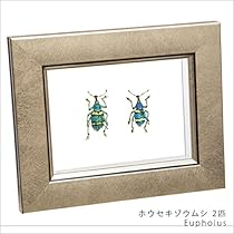 Amazon.co.jp: 虫の標本 ホウセキゾウムシ 2匹 ライトフレーム