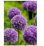 Allium giganteumアリウムギガンチウム種　シード　紫の花の種子　パープル　レア花50个/袋ジャイアントオニオン（ハナネギ）