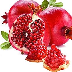 国華園　果樹苗 ザクロ 地中海ザクロ 1株【※発送が国華園からの場合のみ正規品です】