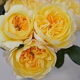 バラ苗 ジャンヌダルク 国産大苗6号スリット鉢 ハイブリッドティー(HT) 四季咲き大輪 黄色系　オランダヤンスペックローゼン