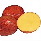 国華園　秋植えじゃがいも アンデス赤 2kg【※発送が国華園からの場合のみ正規品です】