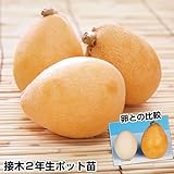 国華園　果樹苗　ビワ　クイーン長崎2年生　1株【※発送が国華園からの場合のみ正規品です】