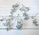 ポプラスの実　 【プリザーブドフラワー】【花材】【グリーン】【実】【実物】