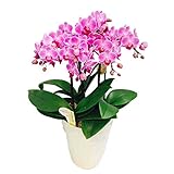 ミニ胡蝶蘭 ギフト 6号鉢 5本立 ピンク01 送料無料 お花 プレゼント お祝い 生花 鉢植え 開店祝い 父の日 敬老の日 おじいちゃん おばあちゃん 贈り物
