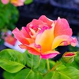 バラ苗 ラジオ ７号スリット大苗 木立バラ 四季咲き オレンジ色 強健 薔薇 バラ苗木 np