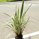 庭木：斑入りニューサイラン（バリエガータ）　Ｈ：約60ｃｍ
