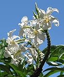 【多肉植物／塊根植物】Pachypodium Rutenbergianum★パキポディウム ルテンベルギアナム 種子５粒 [並行輸入品]