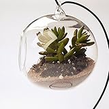 keeeady ガラス 花瓶　ぶら下げ 壁 水耕栽培 マイクロ風景　diy