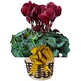 【 予約 】 さかもと園芸　達人のシクラメン　朝注文で即日発送【 パーシカムジャズブラッド 】　花鉢植え　ギフト　プレゼント　贈答品　クリスマス　お歳暮