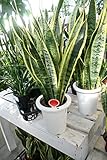 【ラッピング代込】　観葉植物　サンスベリア（サンセべリア）　5号鉢　【ギフト】
