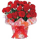 母の日ギフト 花 プレゼント 人気 ランキング 早割 大人気 数量限定　カタログギフト（アイリス）＋花鉢 60代 70代 80代 もらって うれしい メッセージカード　iprsad