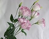 プリティマーメイド 生花 切花 切り花 トルコヤエパステルP リネーションPピコティなど5本