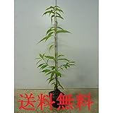 【ノーブランド品】 シラカシ 樹高0.8m前後 10.5cmポット 【40本セット】