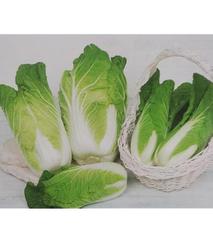 Amazon | サカタのタネ 実咲野菜2621 サラダミニ白菜 タイニーシュシュ