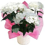 さかもと園芸　達人のあじさい　【 ホワイトダイヤモンド 】　母の日　あじさい　アジサイ　紫陽花　花鉢植え　花　ギフト　プレゼント　贈答品