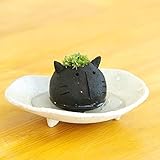 苔盆栽 モスモス モスネコ（黒・グレー系）・ 受け皿（白・ベージュ系）セット