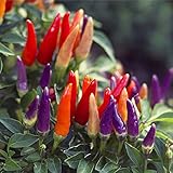 Egrowミックス色ペッパー種子チリペッパー野菜の種子庭の装飾盆栽工場