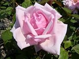 バラ苗 ラフランス オリジナル角鉢 中苗 木立バラ 四季咲き ピンク 強健 バラ 苗 薔薇 バラ苗木
