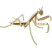 ケムンパス出品 オオカマキリ立体標本2点 ケムンパス様 専用出品 オオカマキリ立体標本2点 - メルカリ