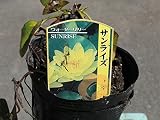 【水生植物】温帯スイレン/サンライズ（黄） 15ｃｍポット 5本セット