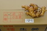 種生姜　近江生姜（白）100kg　タイ産　完熟種生姜