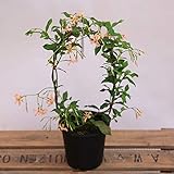 鉢花:スタージャスミン ピンク ジャスミン*アーチ仕立て