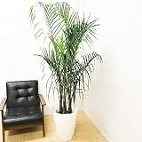 三角ヤシ ミエミツヤシ 10号 トライアングルパーム 観葉植物 大鉢 観葉植物 インテリア 大型　オシャレ　大きい 尺鉢 大サイズ 本物