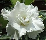 40 Fresh seedsアデニウム アラビカム オベスム 砂漠のバラ種子(40粒)塊根植物種子Adenium obesum Desert Roses seeds no451-WHITE-KING-