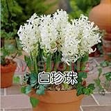 2015 new Hyacinthus Orientalis seeds, cheap Hyacinth seeds, Hyacinth potted seed, Bonsai balcony flo