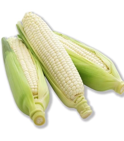 Amazon.co.jp: とうもろこし ピュアホワイト 約3kg 8～12本入り 九州産