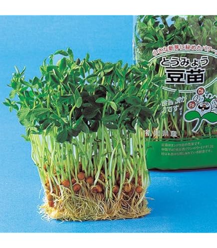 Amazon.co.jp: ゴバンノアシ バーリングトニア 南国植物 沖縄植物 発芽