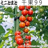 実生 ミニトマト 苗 千果99 トマト